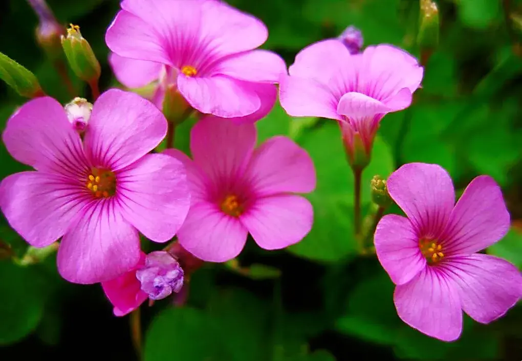 红花酢浆草是什么科「红花酢浆草是什么科什么属」