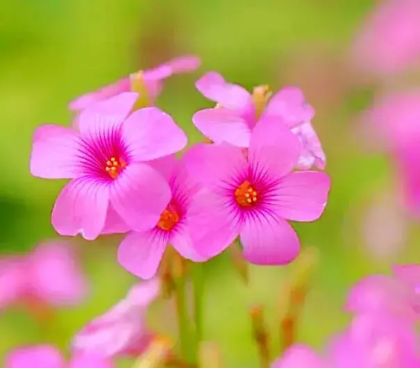 红花酢浆草是什么科「红花酢浆草是什么科什么属」