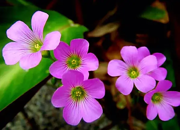 红花酢浆草是什么科「红花酢浆草是什么科什么属」