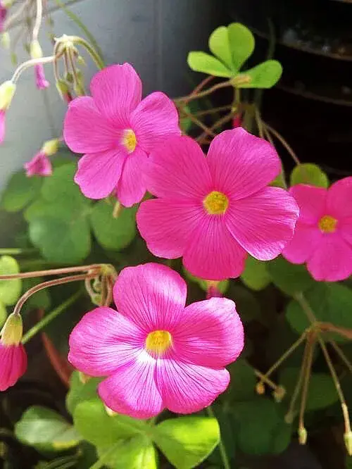 红花酢浆草是什么科「红花酢浆草是什么科什么属」