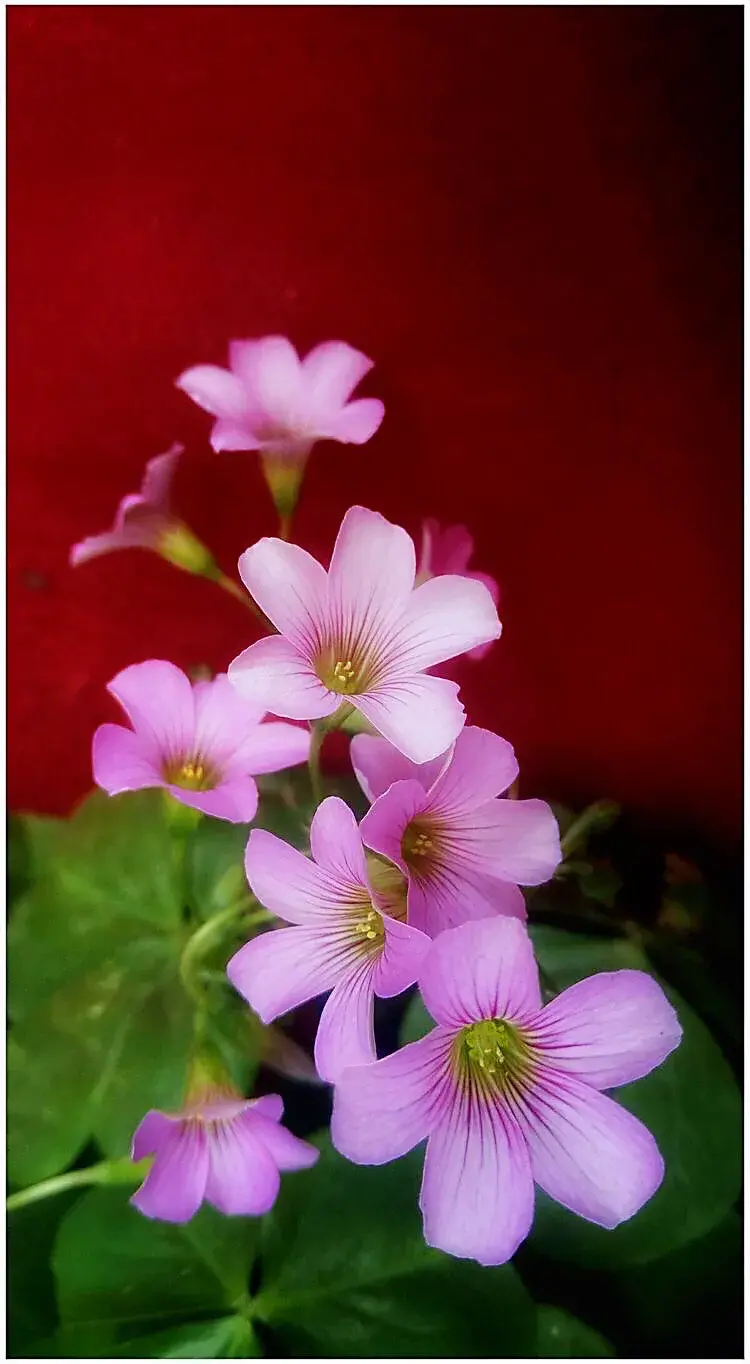 红花酢浆草是什么科「红花酢浆草是什么科什么属」