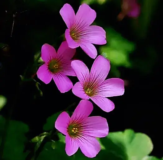红花酢浆草是什么科「红花酢浆草是什么科什么属」