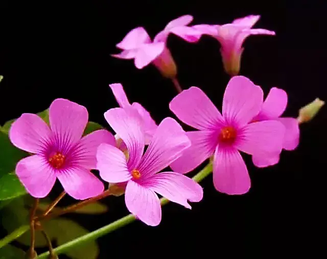 红花酢浆草是什么科「红花酢浆草是什么科什么属」