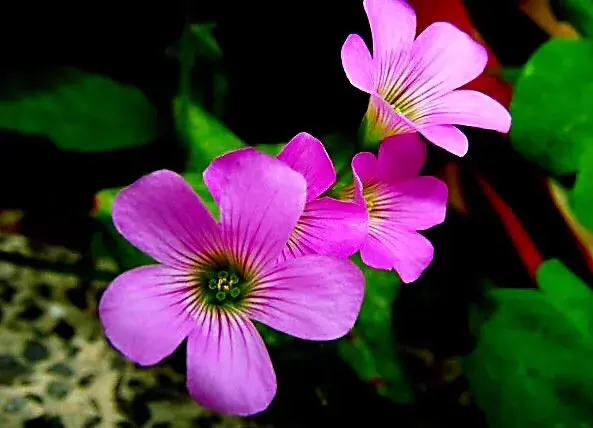 红花酢浆草是什么科「红花酢浆草是什么科什么属」