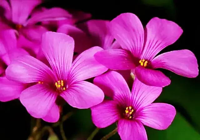 红花酢浆草是什么科「红花酢浆草是什么科什么属」