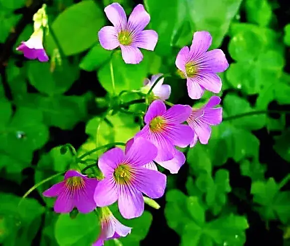 红花酢浆草是什么科「红花酢浆草是什么科什么属」