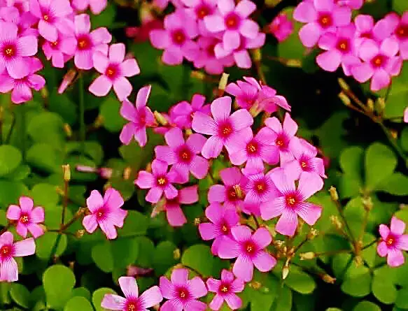 红花酢浆草是什么科「红花酢浆草是什么科什么属」