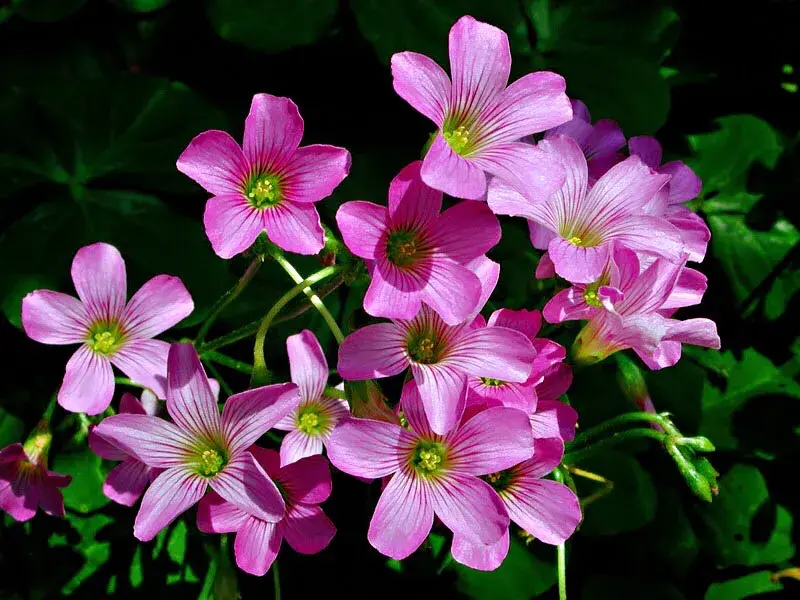 红花酢浆草是什么科「红花酢浆草是什么科什么属」