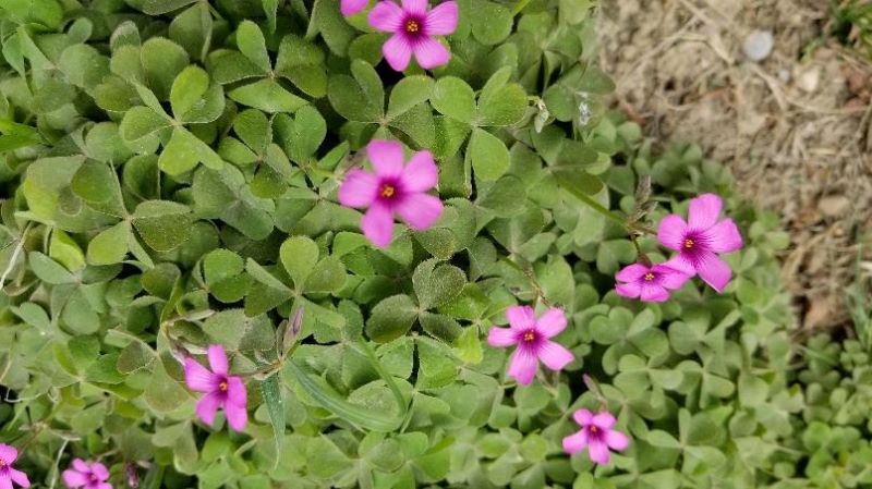 红花酢浆草简介资料「这种草药是红花酢浆草」