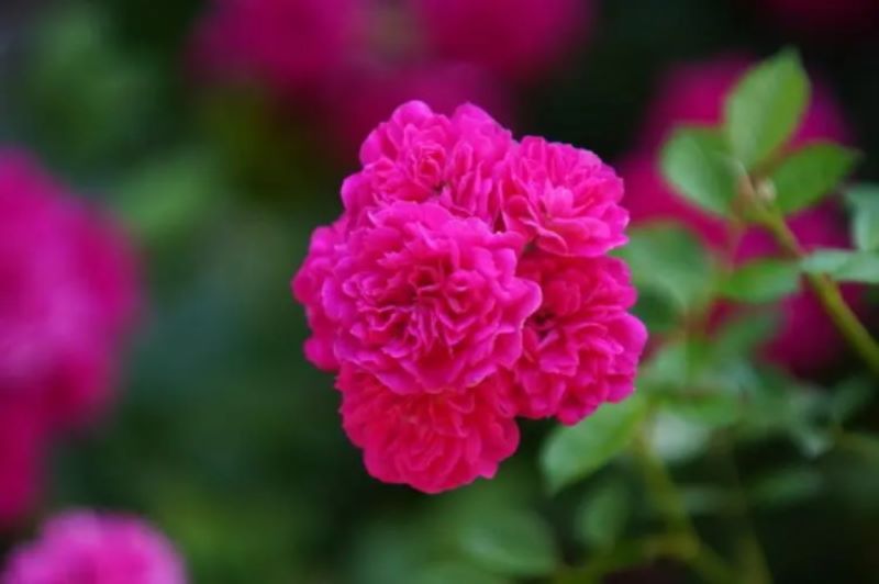 红蔷薇的花语是什么？「红蔷薇的花语是什么意思」