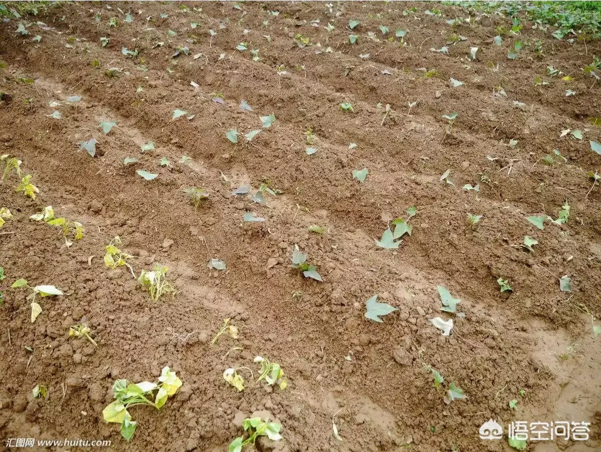 红薯怎么种植「红薯怎么种植才能高产」