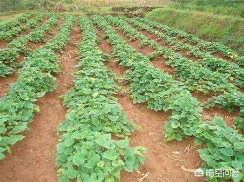 红薯怎么种植「红薯怎么种植才能高产」