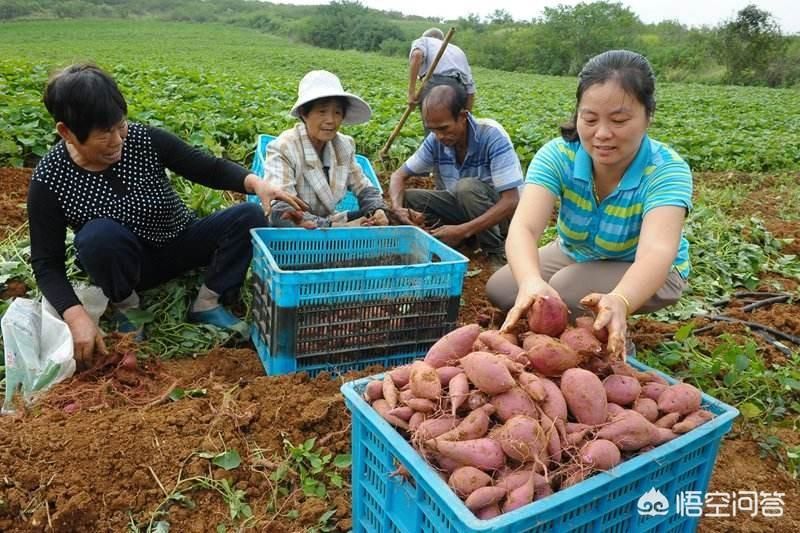 红薯怎么种植「红薯怎么种植才能高产」