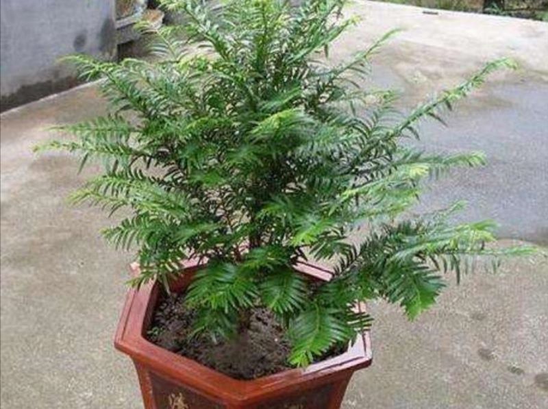 红豆杉什么时候开花结果「曼地亚红豆杉什么时候开花结果」