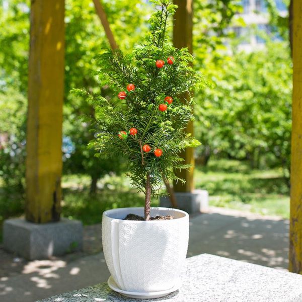 红豆杉树苗怎么栽培「红豆杉树苗怎么栽培在最好」