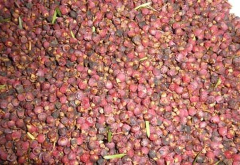 红豆杉种子什么时候播种「红豆杉种子什么时候播种最好」