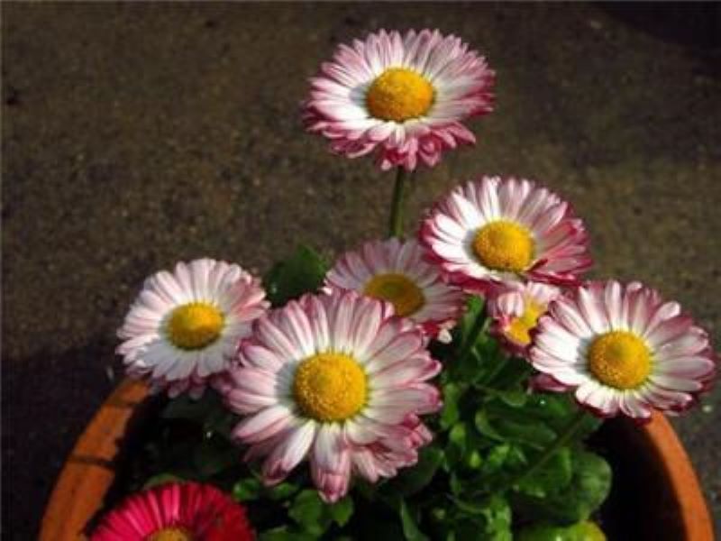翠菊种子怎么种「翠菊种子怎么种植方法」