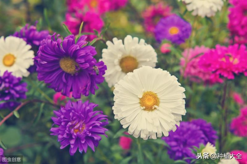 翠菊花种子什么时候播种「翠菊花种子什么时候播种最好」