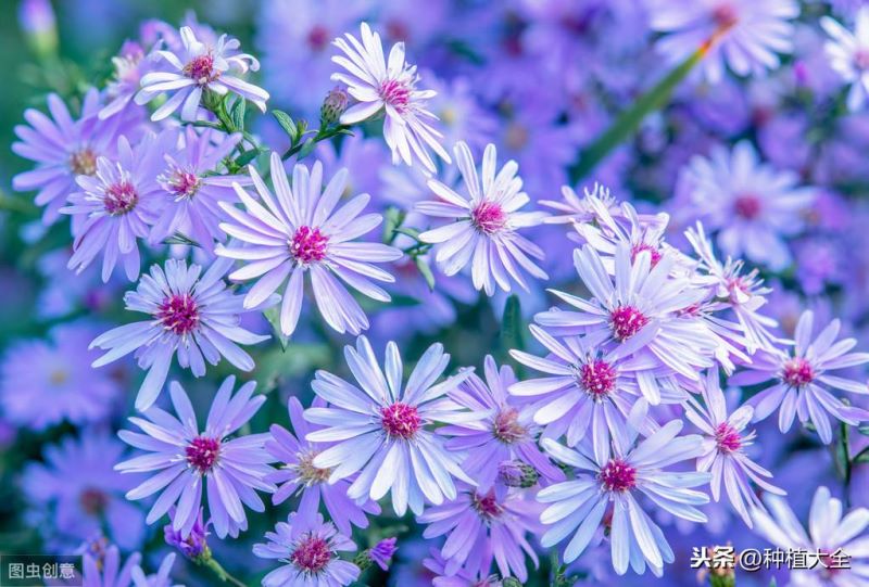 翠菊花种子什么时候播种「翠菊花种子什么时候播种最好」