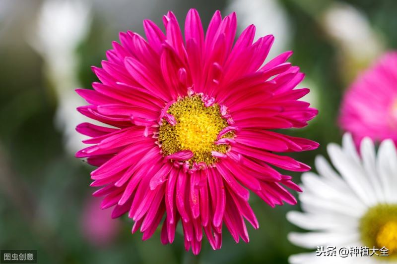 翠菊花种子什么时候播种「翠菊花种子什么时候播种最好」
