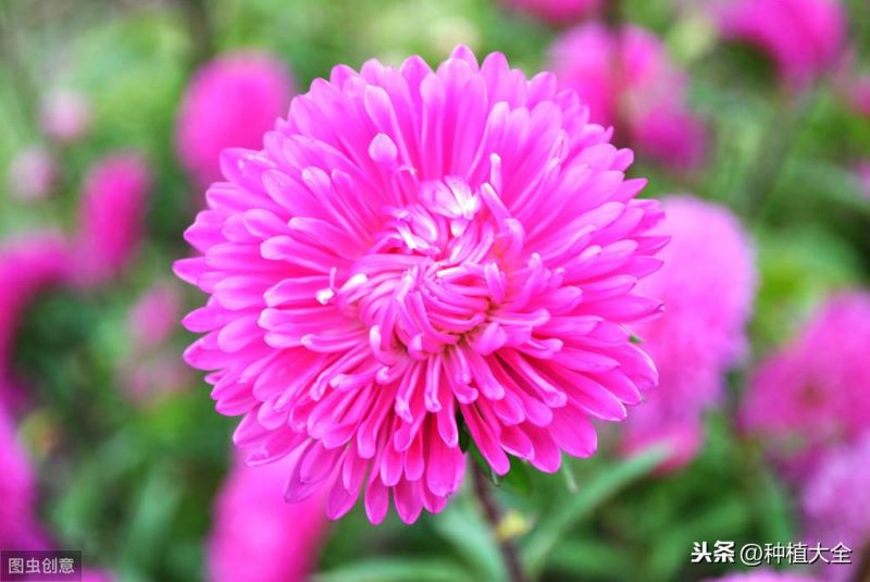 翠菊花种子什么时候播种「翠菊花种子什么时候播种最好」