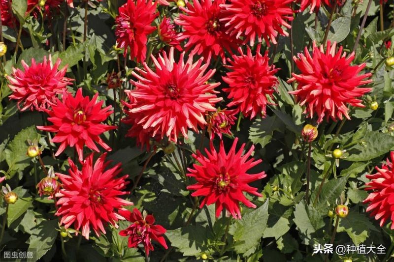 翠菊花种子什么时候播种「翠菊花种子什么时候播种最好」