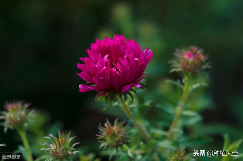 翠菊花种子什么时候播种「翠菊花种子什么时候播种最好」