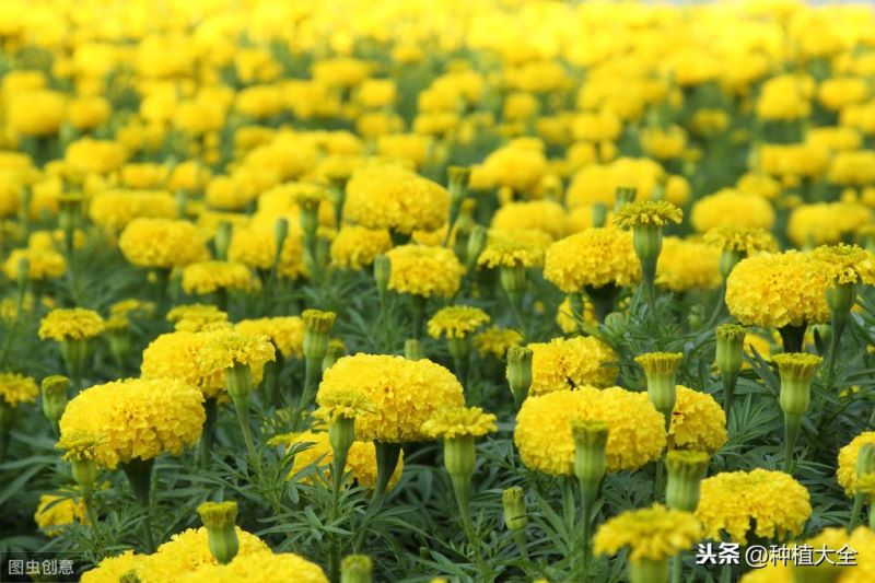 翠菊花种子什么时候播种「翠菊花种子什么时候播种最好」