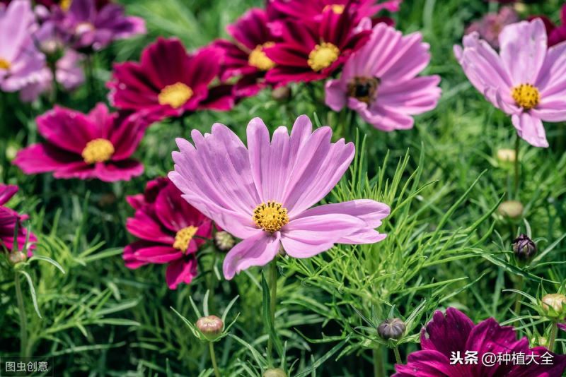 翠菊花种子什么时候播种「翠菊花种子什么时候播种最好」