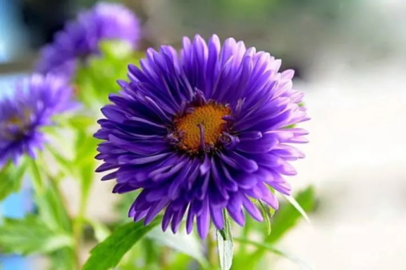 翠菊花语的含义「翠菊花语寓意」