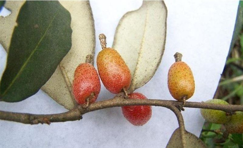 胡秃子是什么植物「胡秃子是什么植物图片」