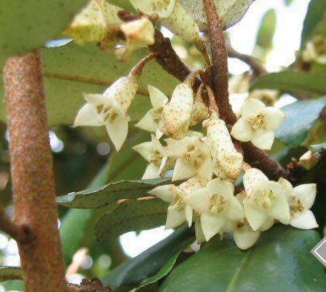 胡秃子是什么植物「胡秃子是什么植物图片」