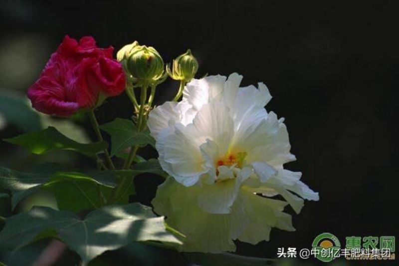 芙蓉什么时候开「」