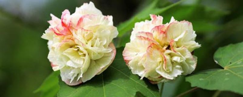 芙蓉树种子可以种植吗「」