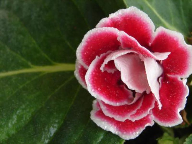 芙蓉树种子可以种植吗「」