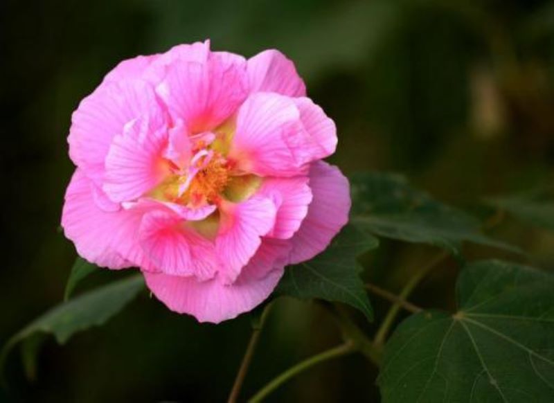 芙蓉树种子可以种植吗「」