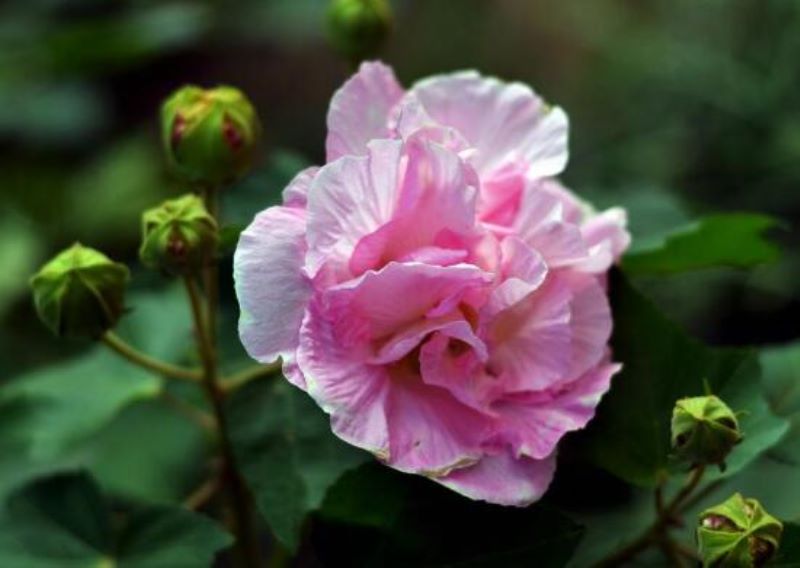 芙蓉花开花季节是什么时候「」