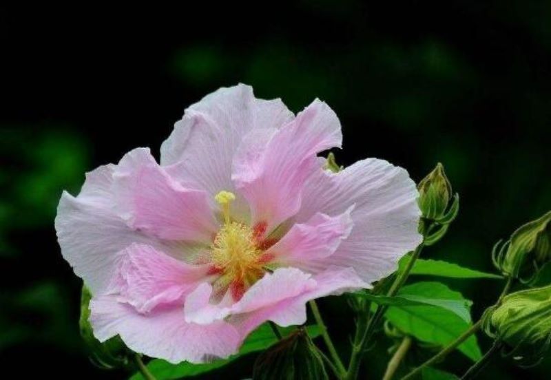 芙蓉花开花季节是什么时候「」