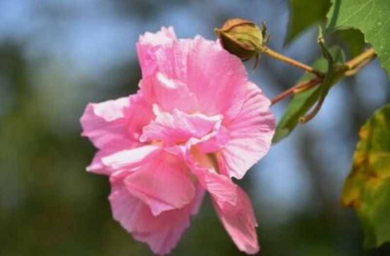 芙蓉花开花季节是什么时候「」