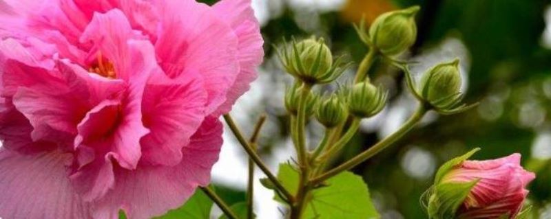 芙蓉花怎么养殖方法「」_1