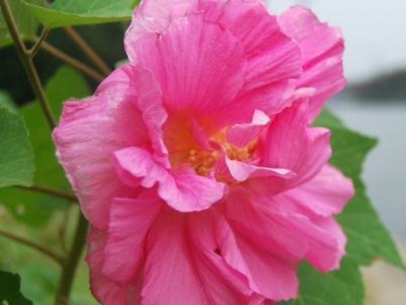 芙蓉花怎么养殖方法「」_1