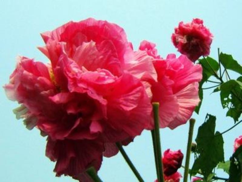芙蓉花怎么养殖方法「」_1