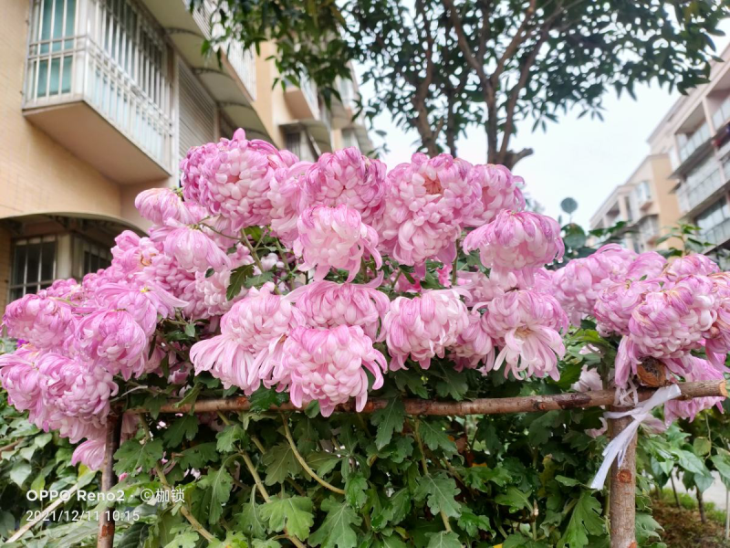 花中君子是什么花「花中君子是什么花-花中四君子是指什么-」