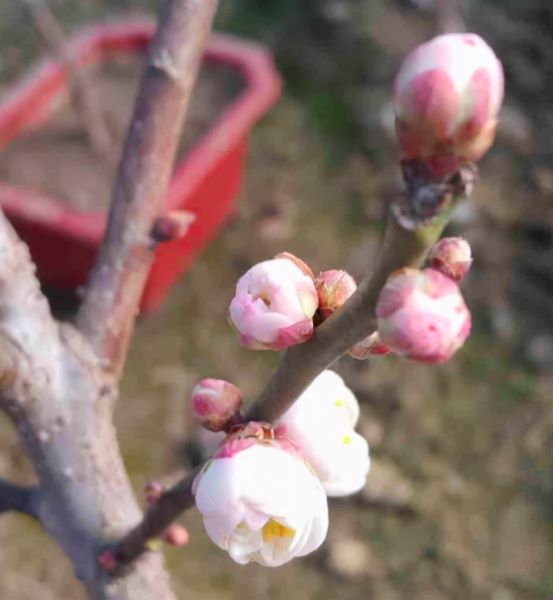 花中四君子指的是哪四种花「花中四君子指的是哪四种花岁寒三友」_1