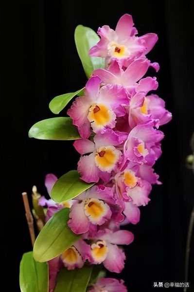 花中四君子是指什么花「花中四君子是指什么花-」