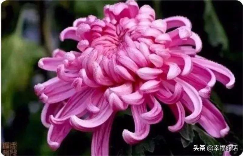 花中四君子是指什么花「花中四君子是指什么花-」