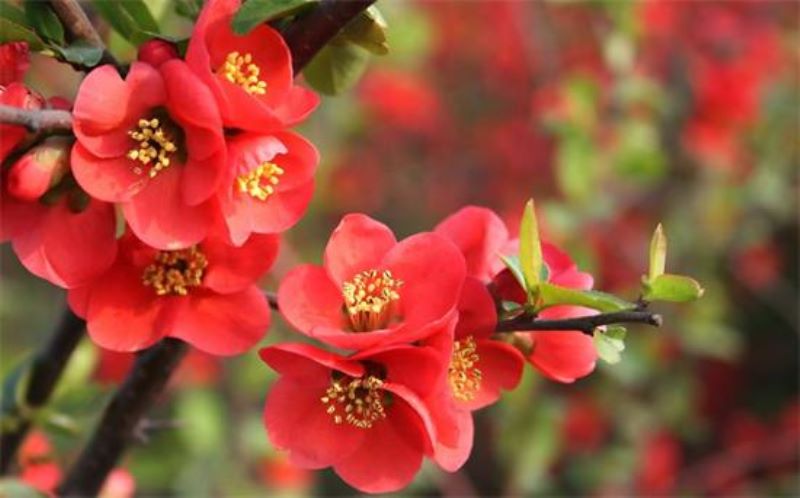 花中神仙是什么花？「花中神仙是什么花」