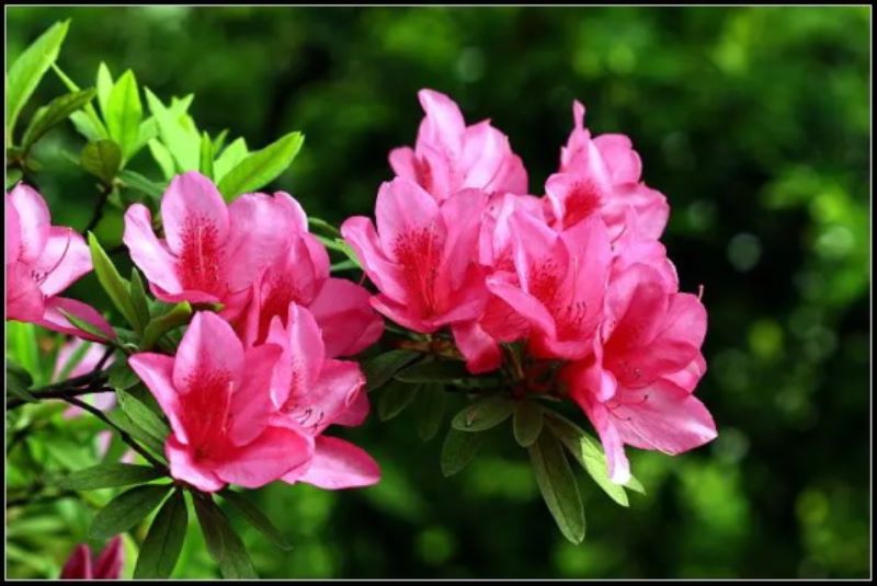 花中西施是什么花？「花中西施是什么花名」
