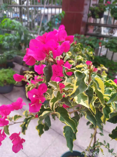 花卉三角梅怎么养「花卉三角梅怎么养护和浇水」