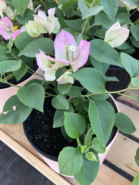 花卉三角梅怎么养「花卉三角梅怎么养护和浇水」